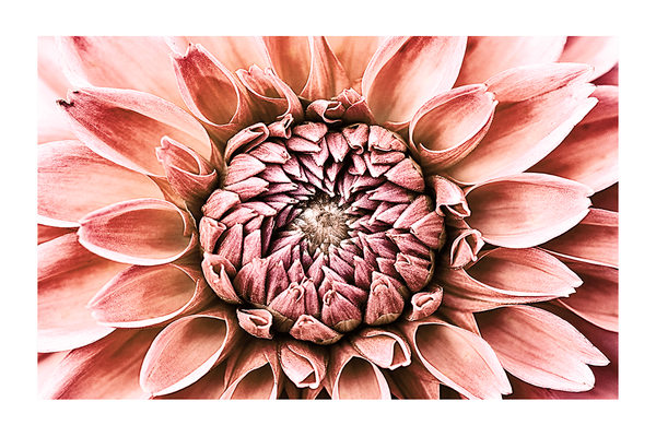 Dahlia Close Up Poster