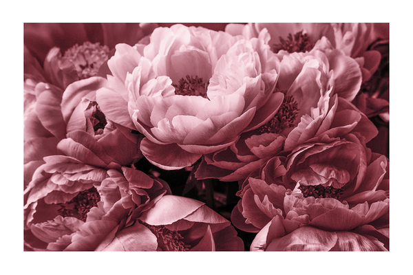 Pink Paeonia Poster