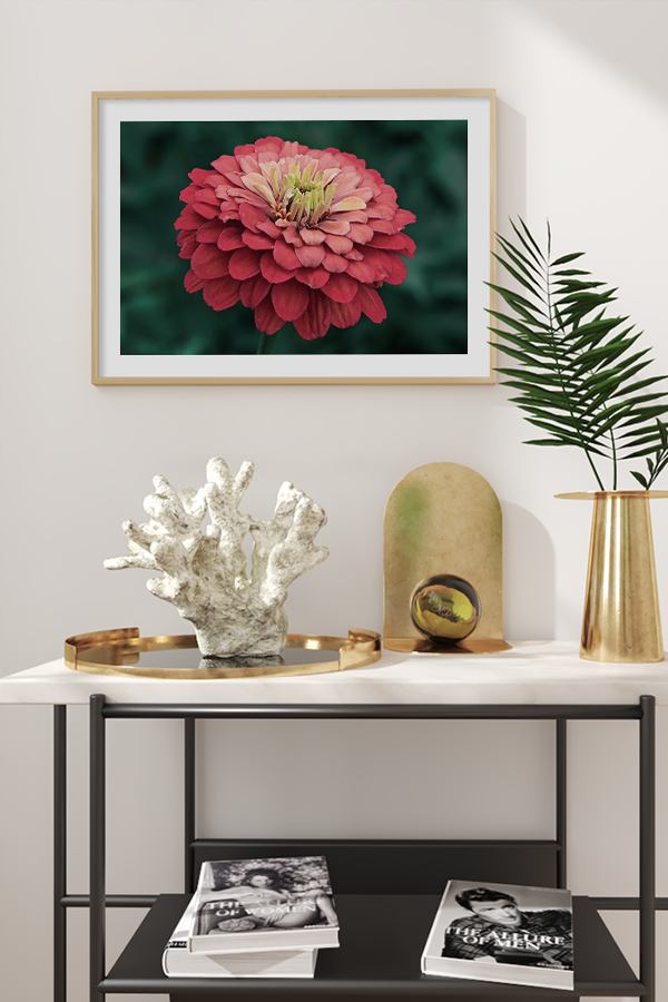 Zinnia Flower Poster