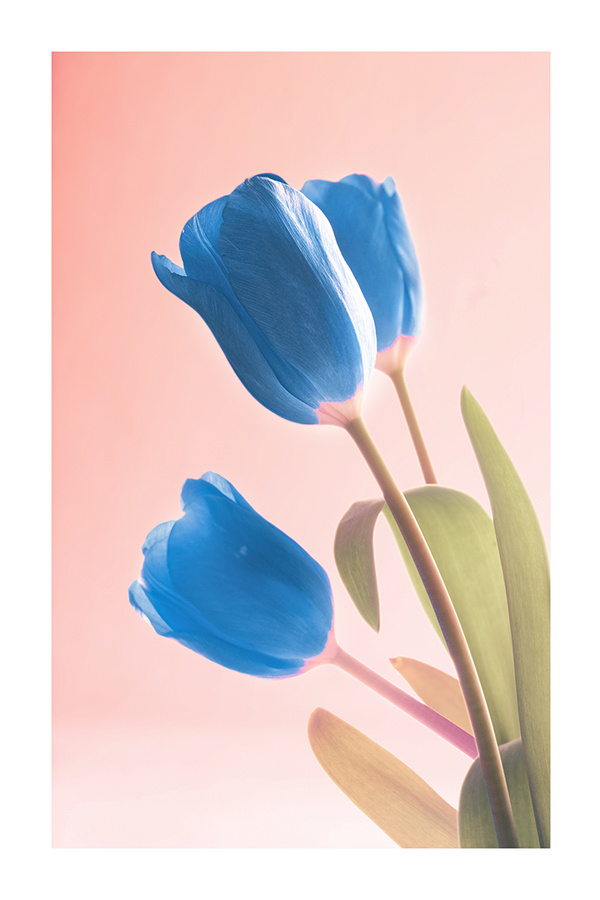 Blue Tulip Posters