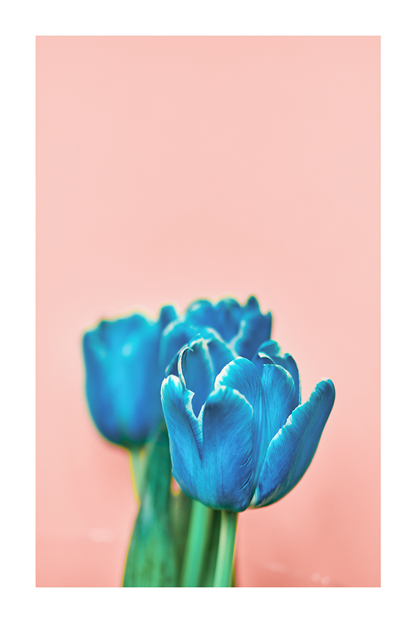 Tulip Budding Poster