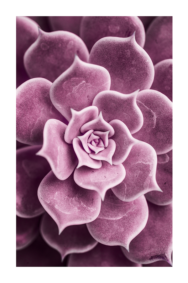 Purple Succulent Poster