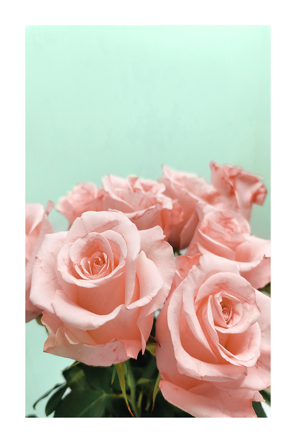 Pinky Roses Poster