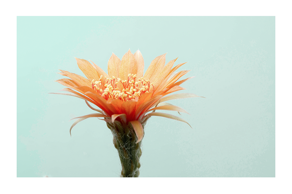 Cactus Flower Poster