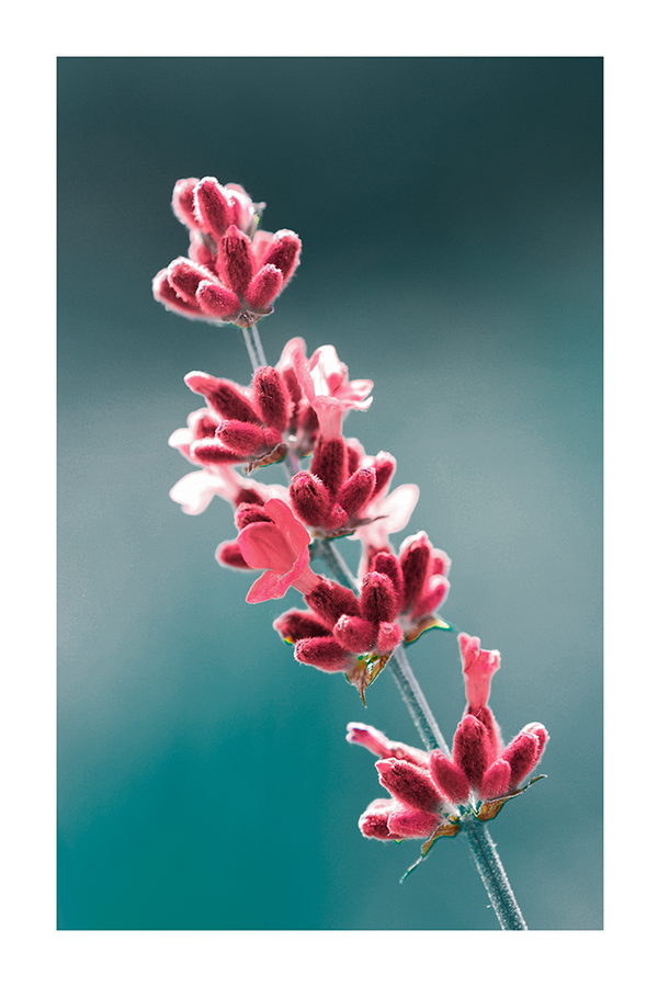 Red Lavender Poster