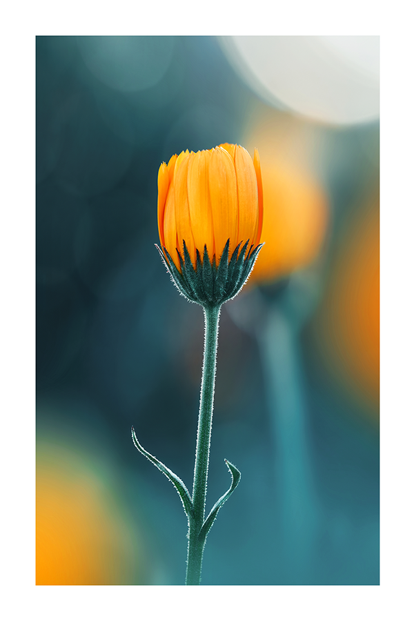 Calendula Poster