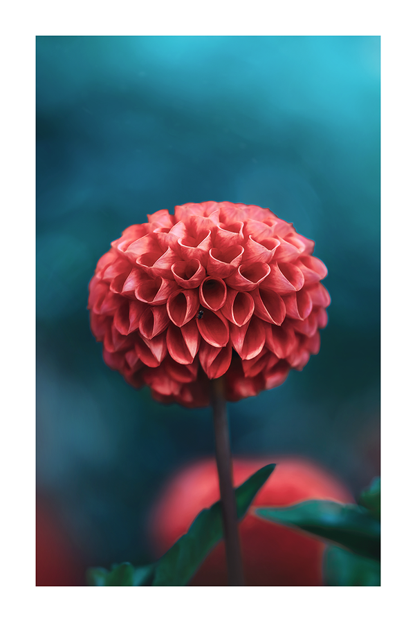 Dahlia Budding Poster