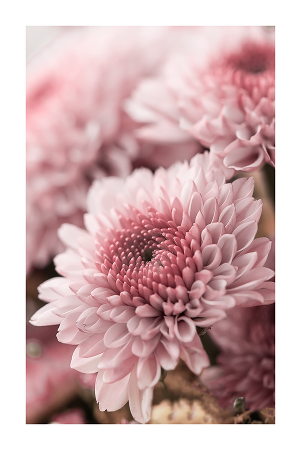 Blooming Dahlia Poster