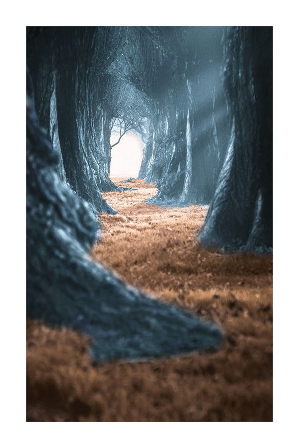 Forest Path Close Up Poster