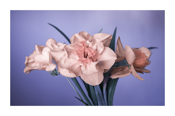 Pink Narcissus Poster