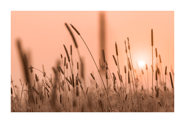 Sunset Dried Bush Poster