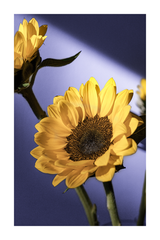 Sunflower Arrangement Poster