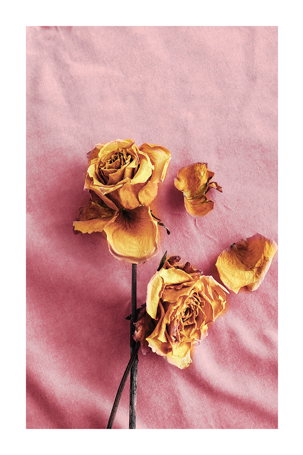 Yellow Dried Rose Poster