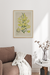 Vintage Yellow Lilium Poster