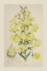 Vintage Yellow Lilium Poster