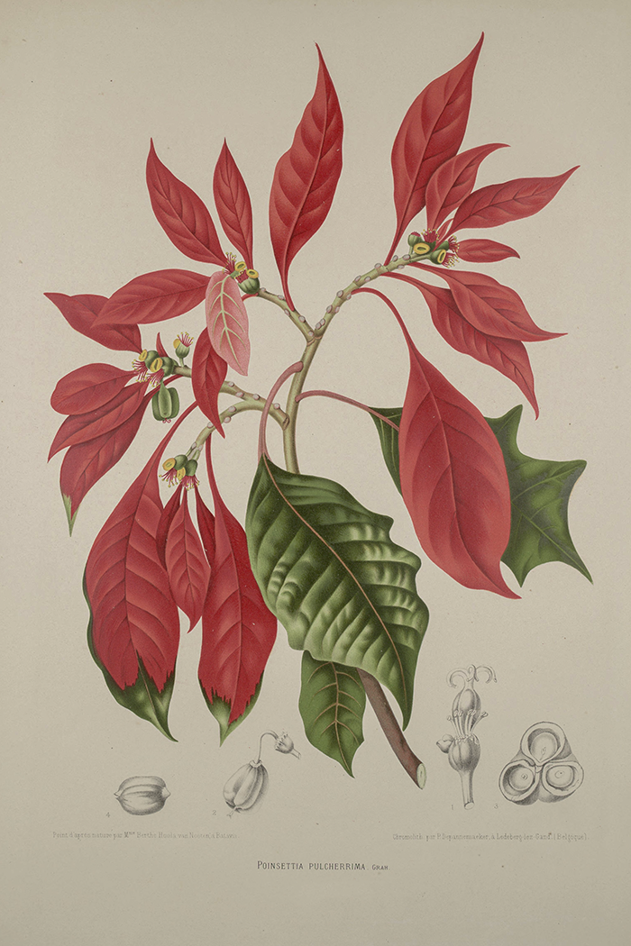 Vintage Poinsettia Poster