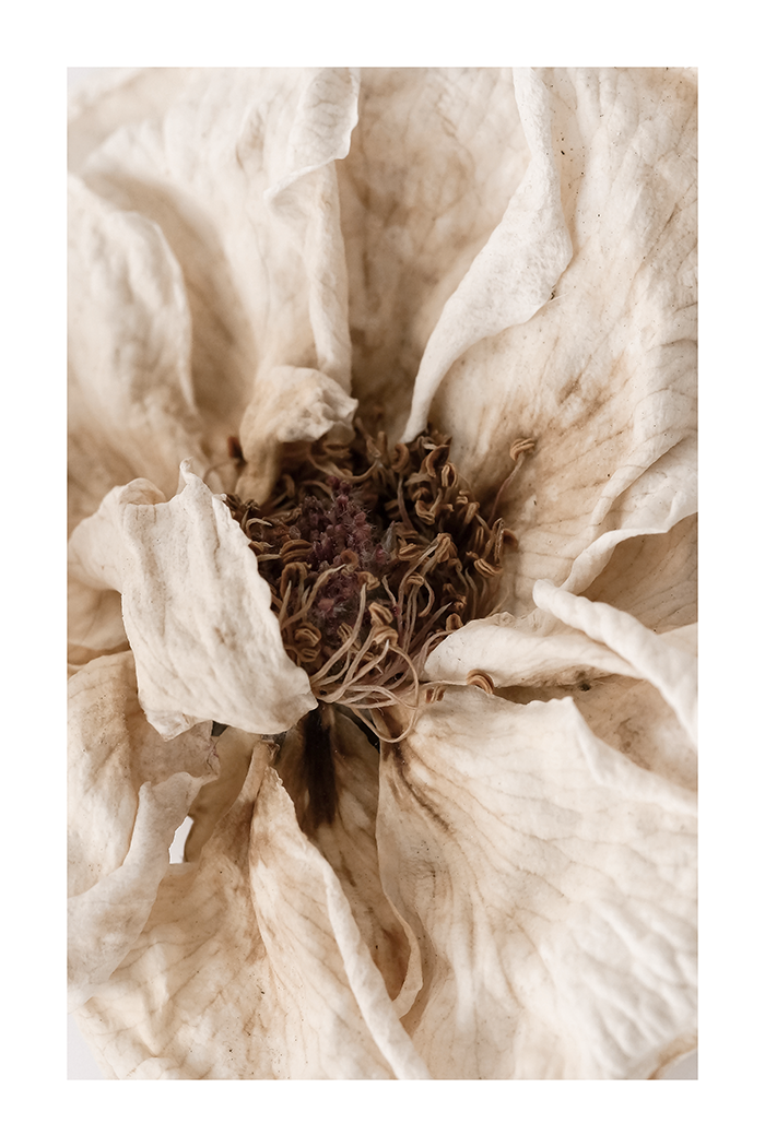 Dried Stamen Poster