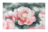 Peony Close UP Poster